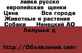 лайка русско-европейская (щенки) › Цена ­ 5 000 - Все города Животные и растения » Собаки   . Ненецкий АО,Белушье д.